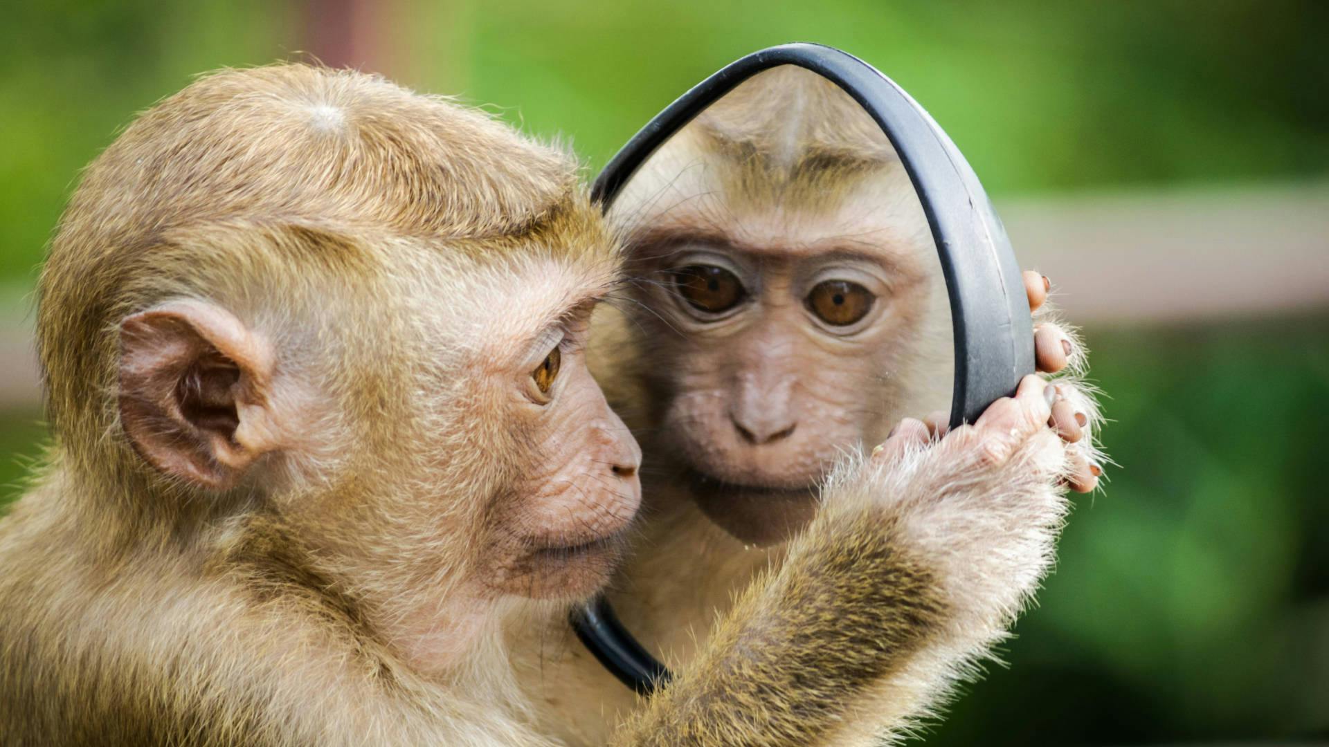 A small white monkey looking at itself in a mirror
