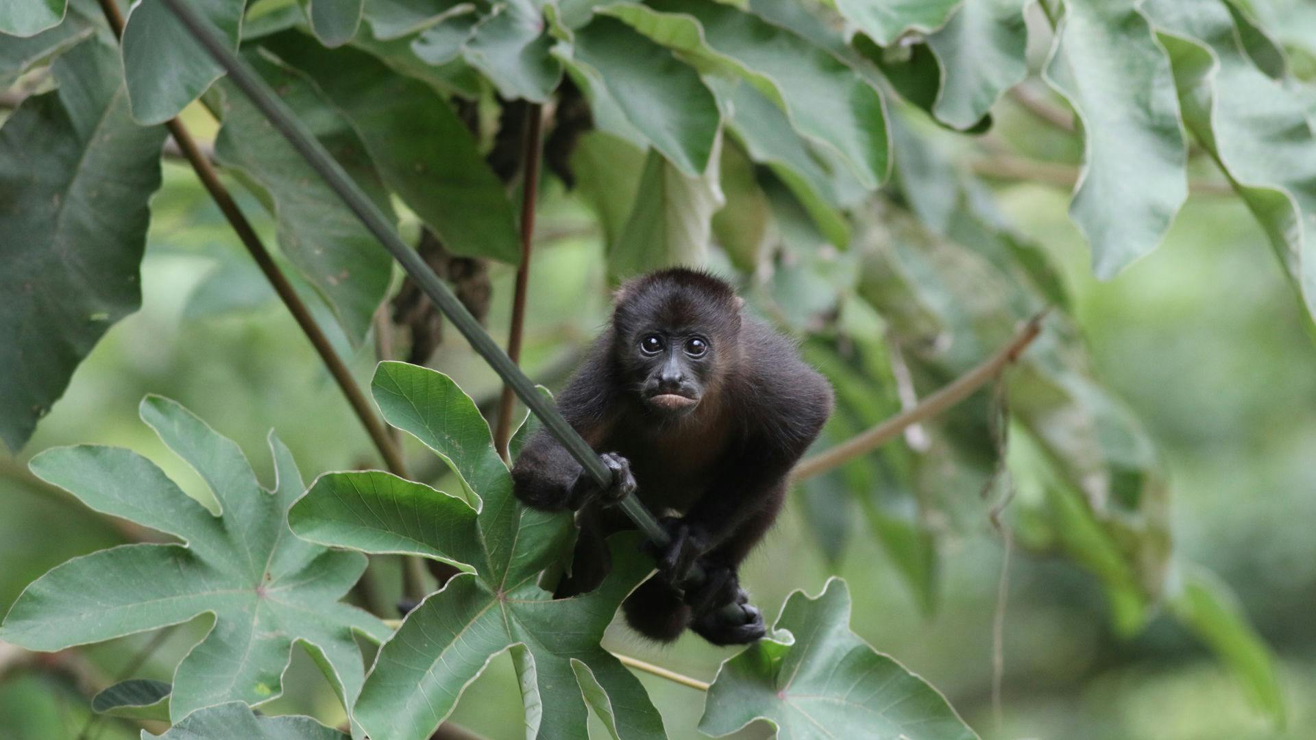 A small black monkey with a jungle background