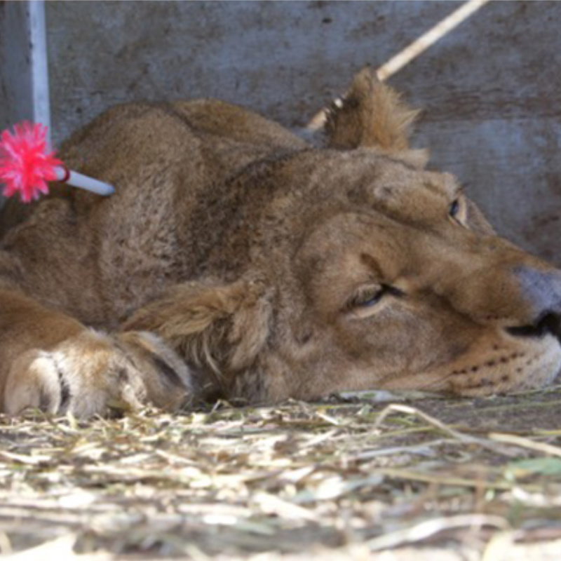 Armenian Lions