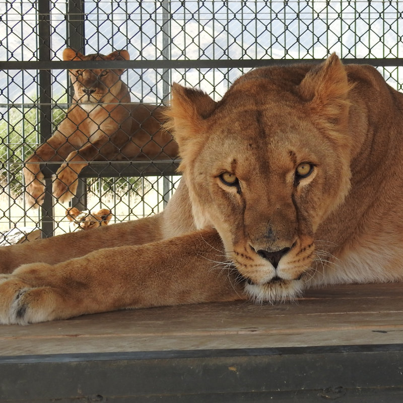 Armenian Lions