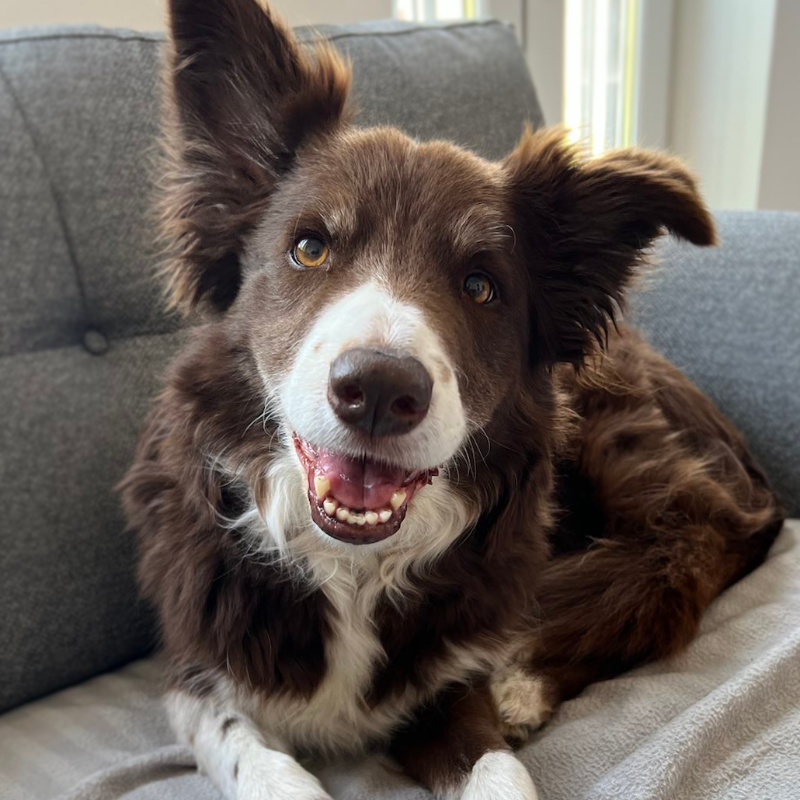 A dog sitting on a couch