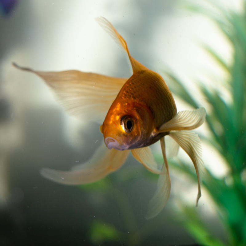 A goldfish swimming in it's tank