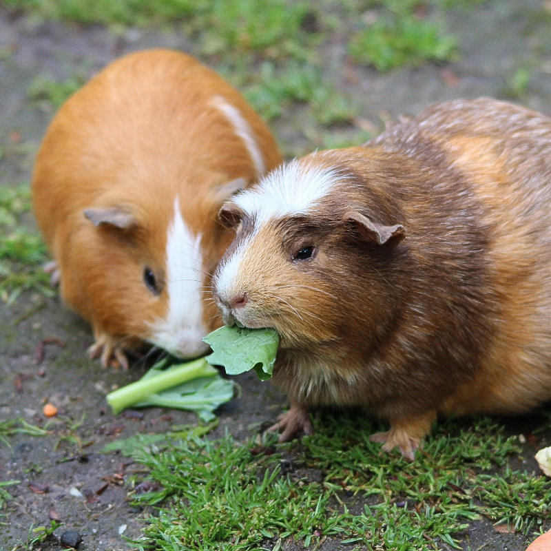 Two guinea pigs eating some food