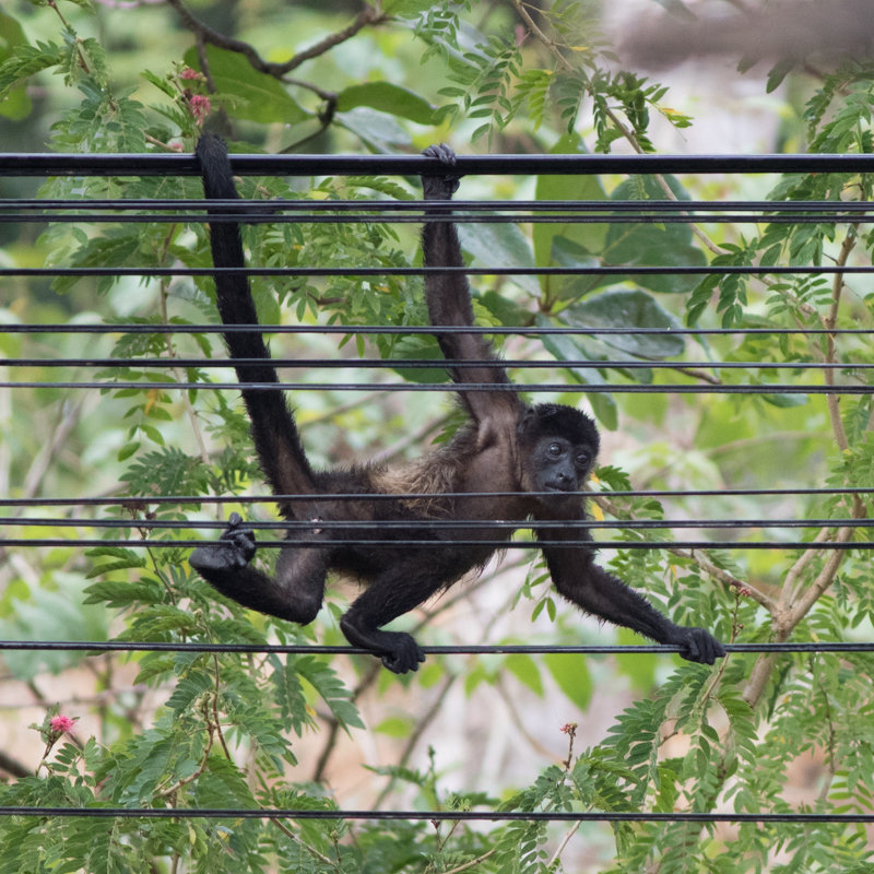 Howler Monkeys