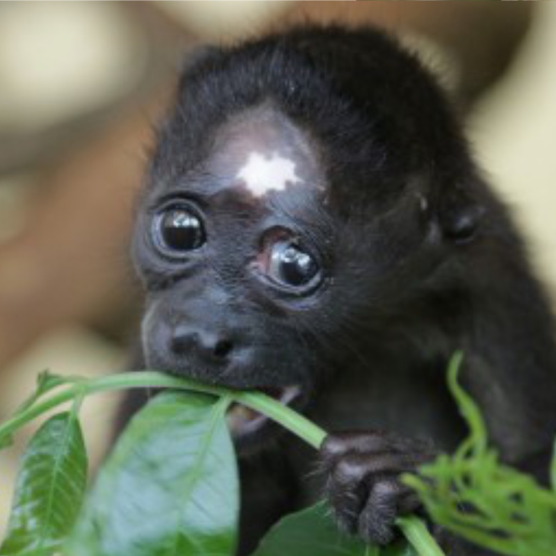 Howler Monkeys