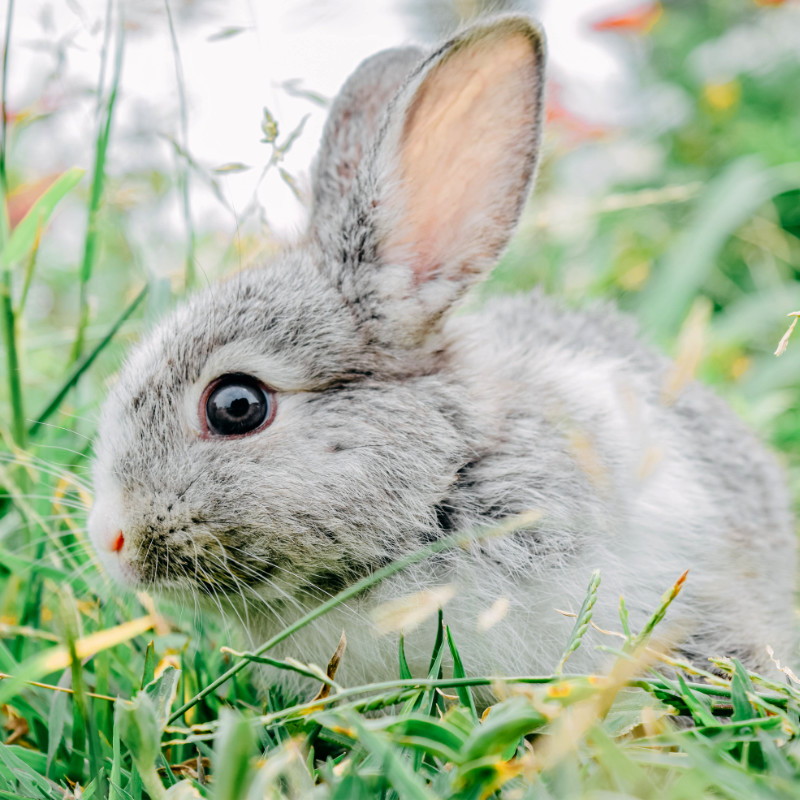 A grey rabbit on some grass