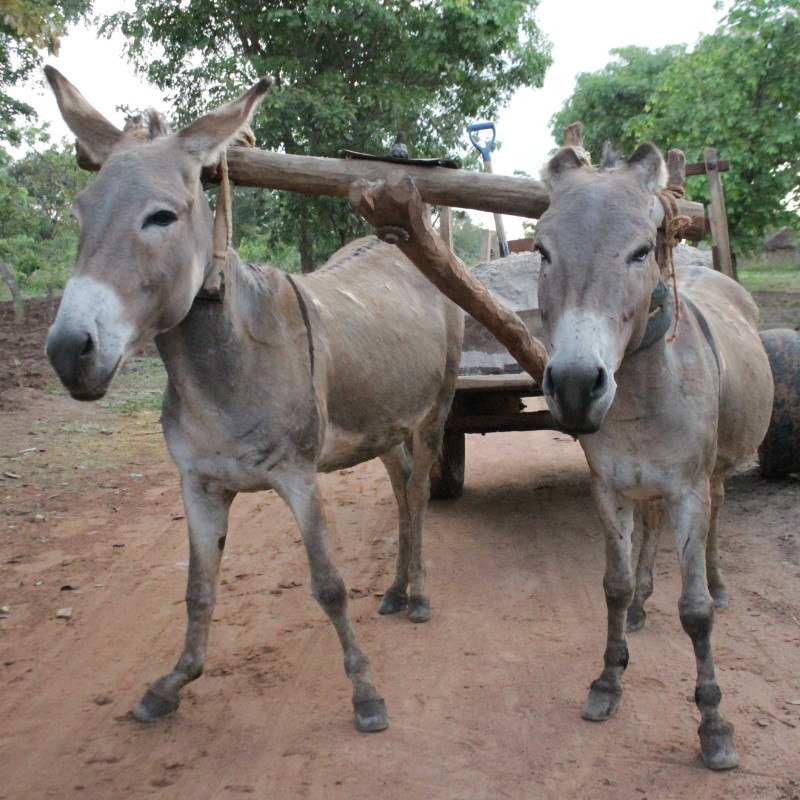 Tanzania Donkeys