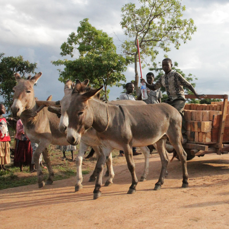 Tanzania Donkeys