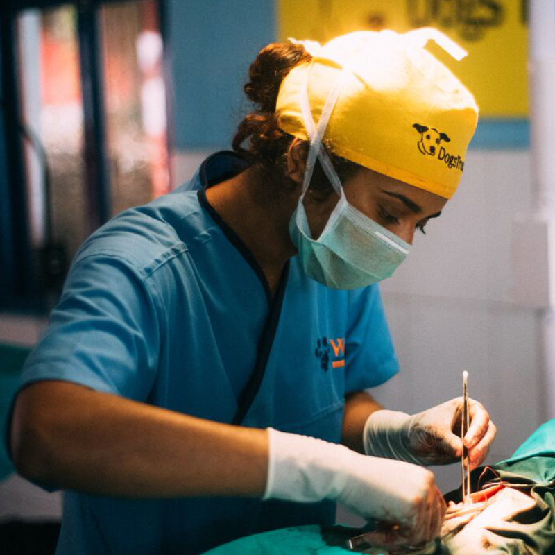 A vet performing surgery