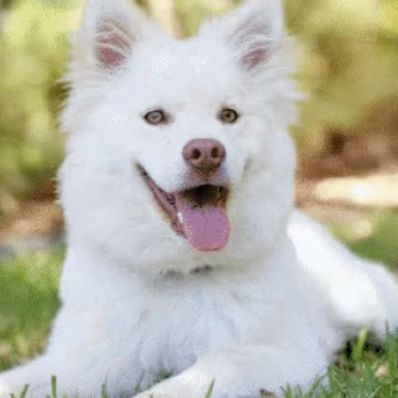 A white dog lying down