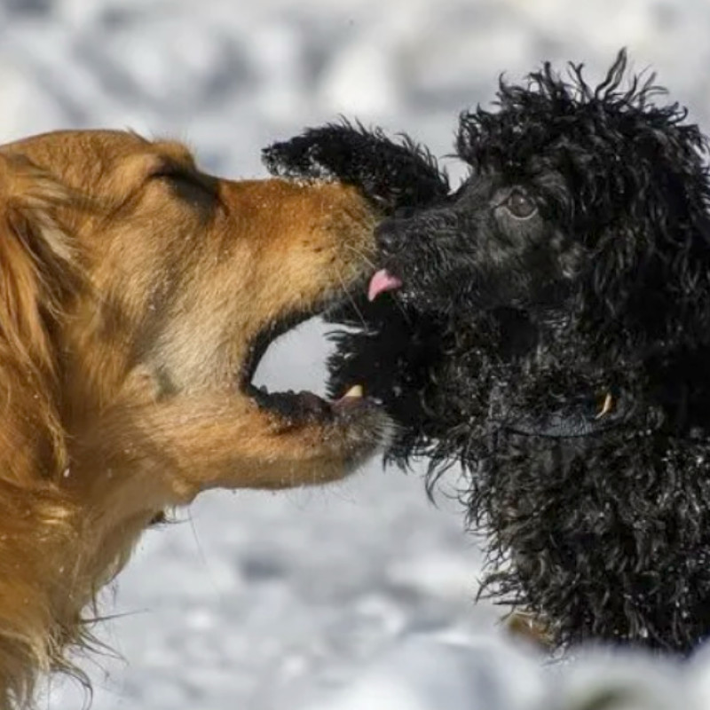 A labrador and a labradoodle playing in the snow