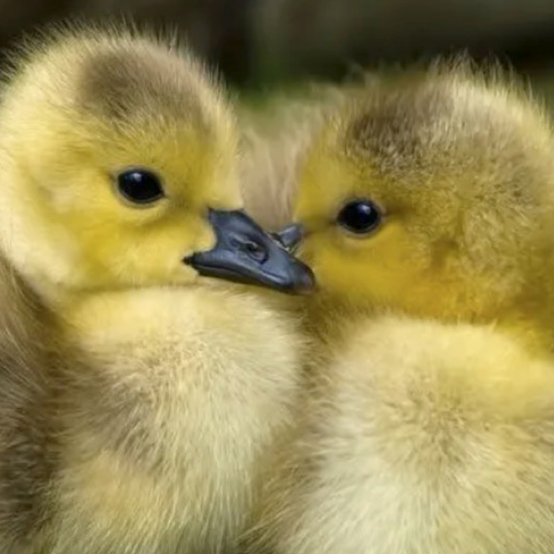 Two yellow ducklings next to each other