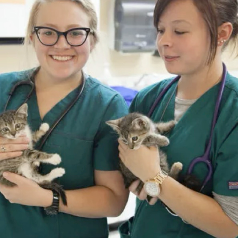 Two vets holding a kitten each