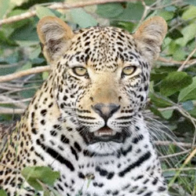 A leopard looking directly at the camera surrounded by undergrowth