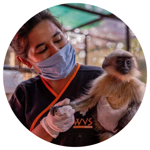 A vet looking after a small monkey