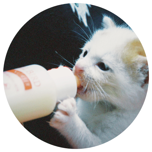 A small kitten drinking milk from a bottle